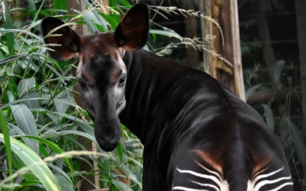 Diergaande Blijdorp - De dierentuin van Rotterdam en omstreken - Afbeelding 3