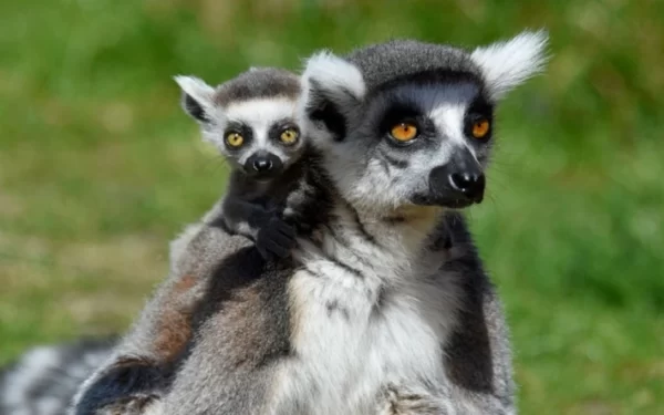 Diergaande Blijdorp - De dierentuin van Rotterdam en omstreken